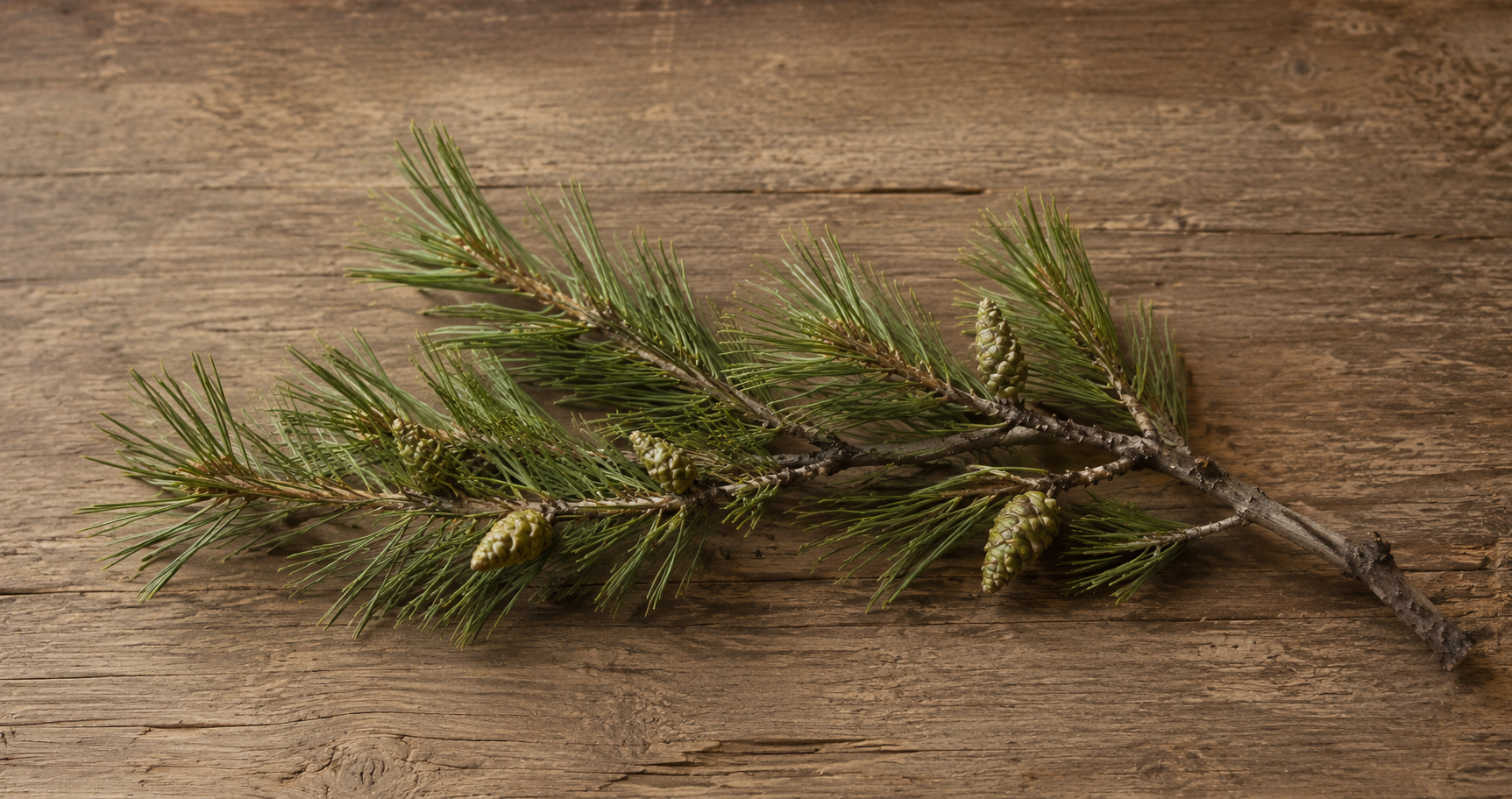 A piñon branch laid across a weathered wood surface, small green cones along its length, in soft side-light.